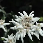Naturhaus Andrea Διαμέρισμα *