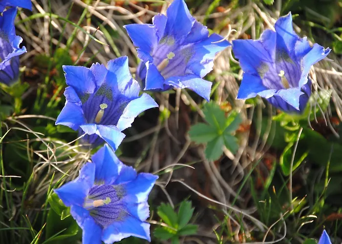 公寓 Naturhaus Andrea *