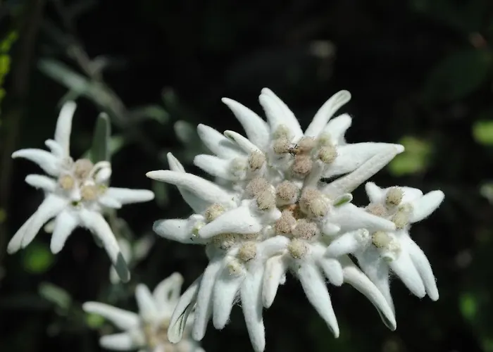 Naturhaus Andrea 公寓 *